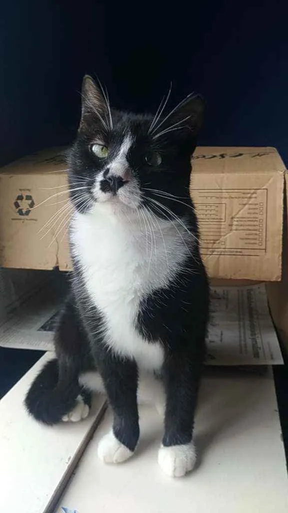 Gato ra a Srd idade 7 a 11 meses nome Lorna