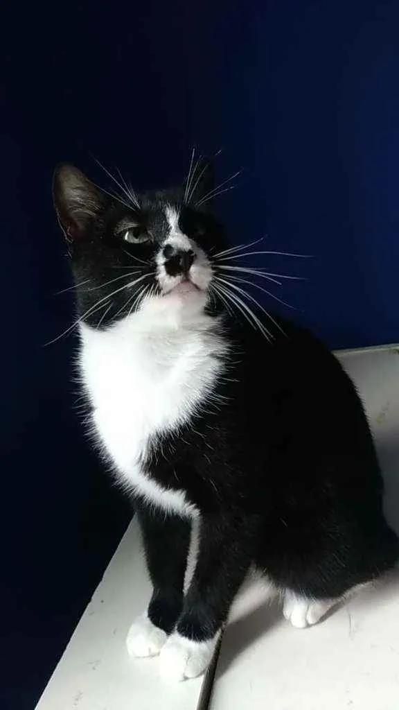 Gato ra a Srd idade 7 a 11 meses nome Lorna
