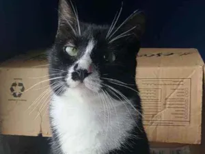 Gato raça Srd idade 7 a 11 meses nome Lorna