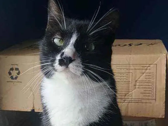 Gato ra a Srd idade 7 a 11 meses nome Lorna