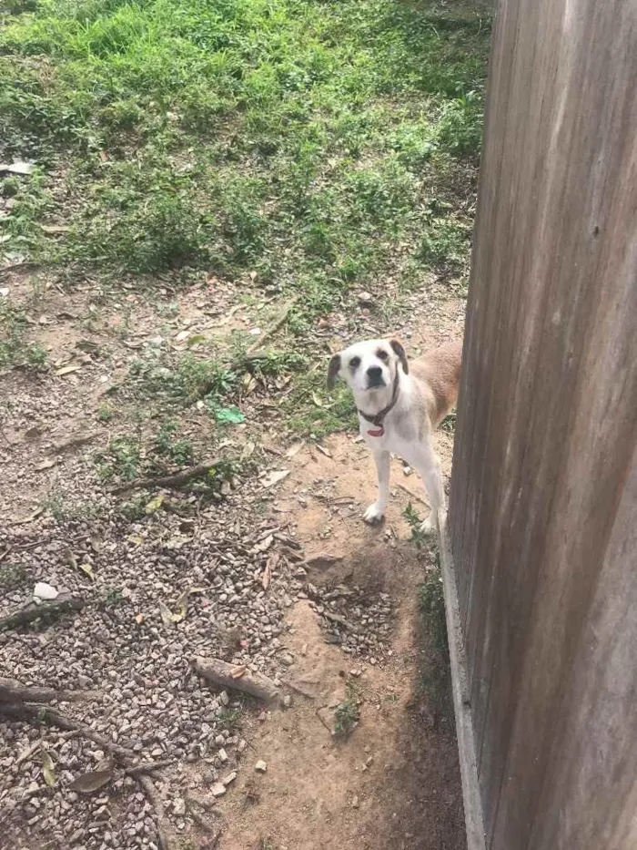 Cachorro raça Vira lata idade 1 ano nome Doky