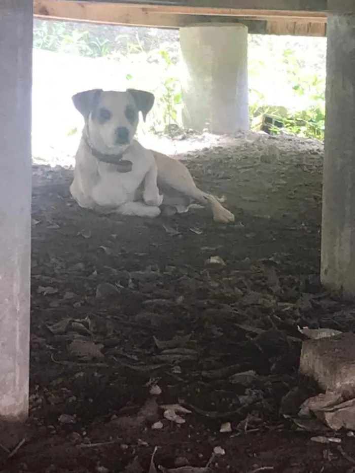 Cachorro raça Vira lata idade 1 ano nome Doky