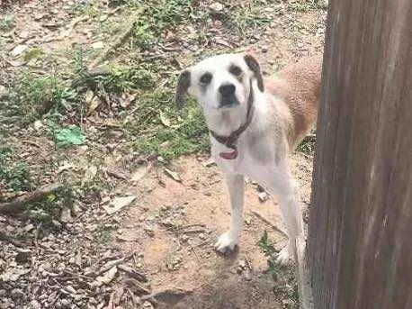 Cachorro raça Vira lata idade 1 ano nome Doky