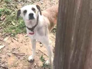 Cachorro raça Vira lata idade 1 ano nome Doky