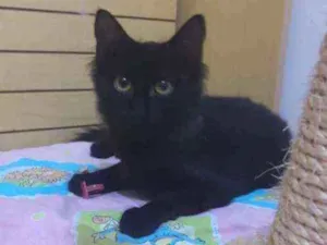 Gato raça Srd idade 2 a 6 meses nome Pérola negra