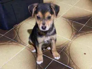 Cachorro raça SRD  idade 2 a 6 meses nome Tom
