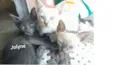 joseph/jolyne/Joice