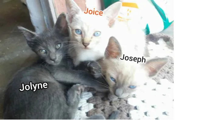 Gato raça SRD-ViraLata idade 2 a 6 meses nome joseph/jolyne/Joice