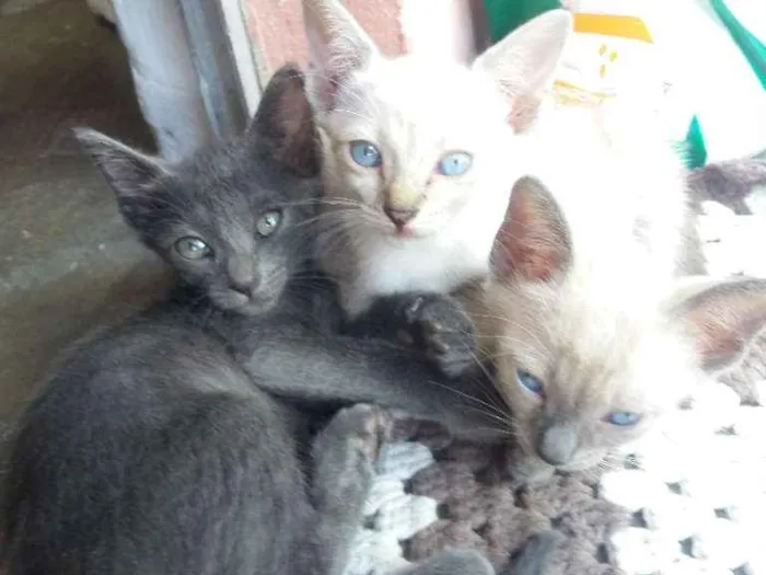 Gato raça SRD-ViraLata idade 2 a 6 meses nome joseph/jolyne/Joice