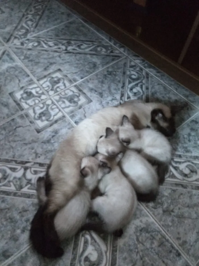 Gato raça siames idade Abaixo de 2 meses nome não tem