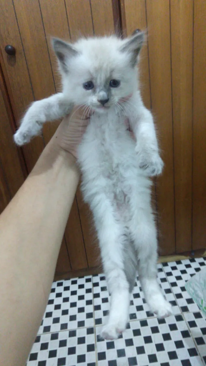 Gato raça siames idade Abaixo de 2 meses nome não tem