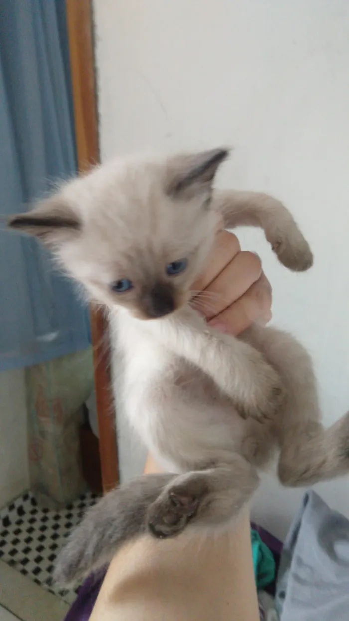 Gato raça siames idade Abaixo de 2 meses nome não tem