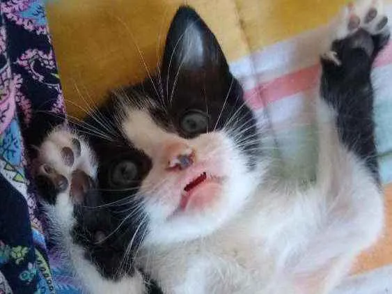 Gato ra a SRs idade Abaixo de 2 meses nome Inácio