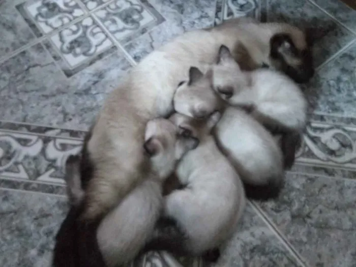 Gato raça siames idade Abaixo de 2 meses nome não tem
