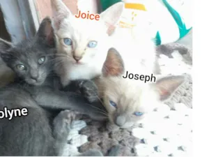 Gato raça SRD-ViraLata idade 2 a 6 meses nome joseph/jolyne/Joice