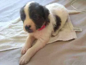 Cachorro raça poodle idade Abaixo de 2 meses nome Kiara