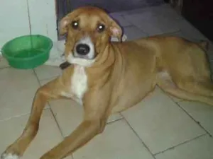 Cachorro raça Não sei idade 2 anos nome Vitória