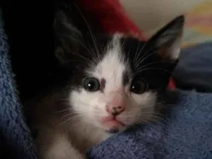 Gato raça SRS idade Abaixo de 2 meses nome Leonel