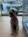 Isabel