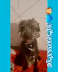 Prateado