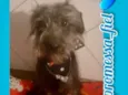 Prateado