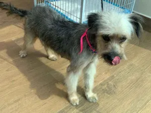 Cachorro raça mix idade 1 ano nome Isabel