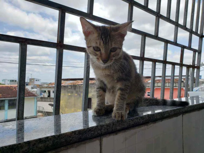 Gato ra a Não sei dizer idade 2 a 6 meses nome Príncipe e Princesa