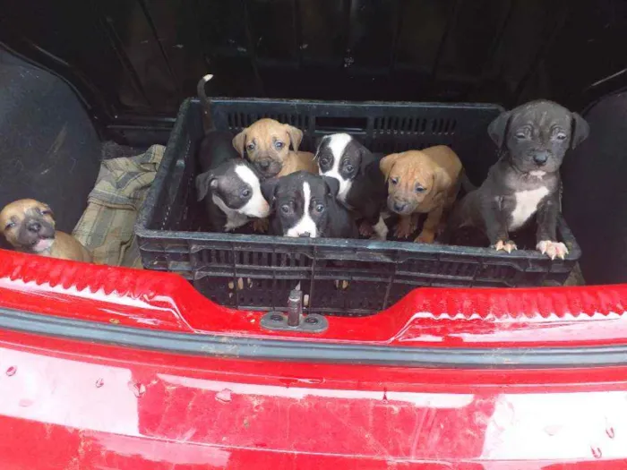 Cachorro raça Não sei parece mistura idade Abaixo de 2 meses nome Sem nome