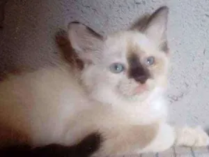 Gato raça Siames idade 2 a 6 meses nome Florzinha