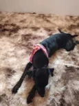 Pipoca