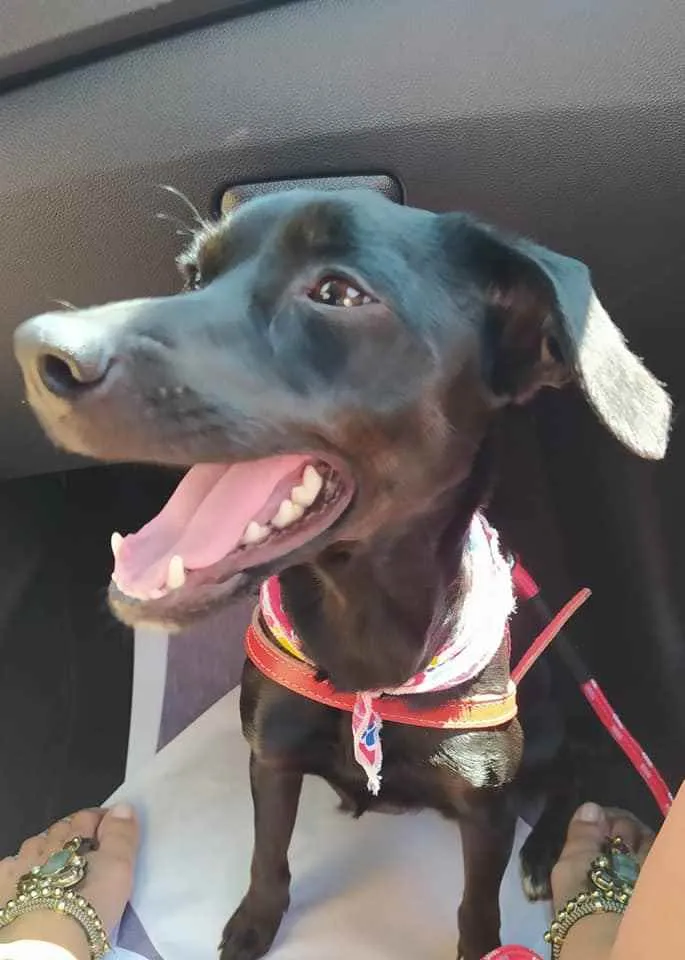 Cachorro ra a SRD idade 2 anos nome Pipoca