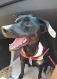 Pipoca