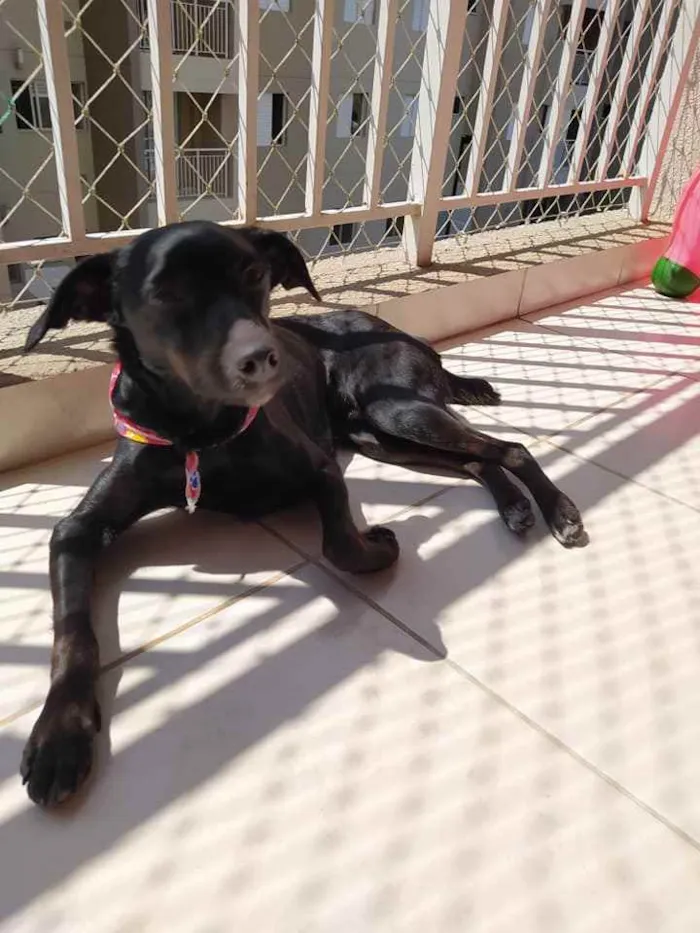 Cachorro ra a SRD idade 2 anos nome Pipoca