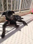 Pipoca