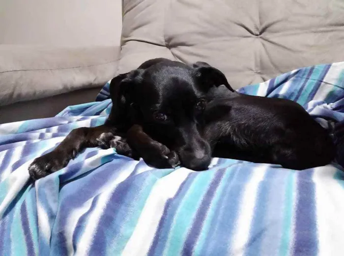 Cachorro ra a SRD idade 2 anos nome Pipoca