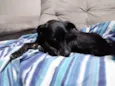 Pipoca