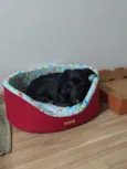 Pipoca