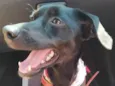 Pipoca
