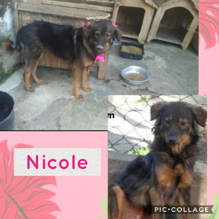 Cachorro ra a SRD-ViraLata idade 4 anos nome NICOLE