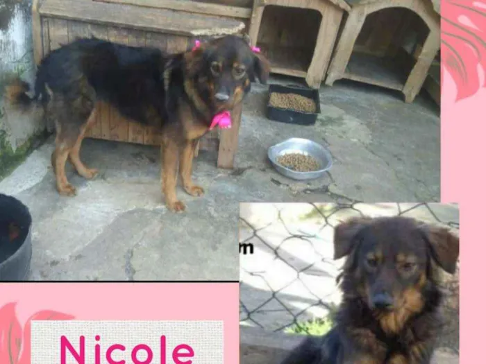 Cachorro ra a SRD-ViraLata idade 4 anos nome NICOLE