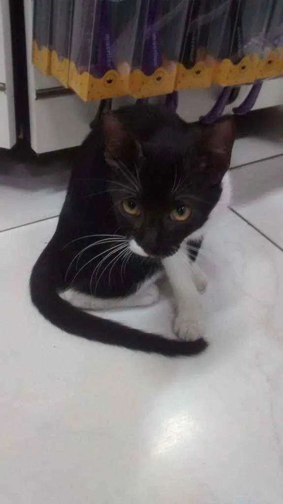 Gato ra a  idade 2 a 6 meses nome Mia 