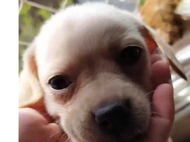 Cachorro ra a Vira lata  idade 2 a 6 meses nome Sasuke, Naruto e Apa