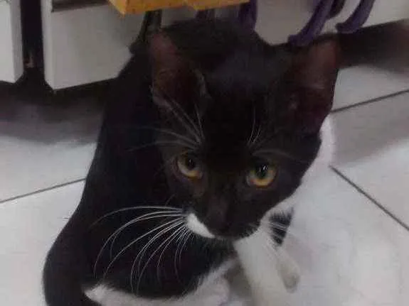 Gato ra a  idade 2 a 6 meses nome Mia 