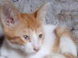 Gato raça Siames idade 2 a 6 meses nome Sol