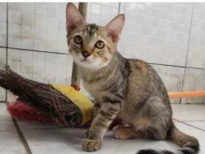 Gato raça Não sei dizer idade 2 a 6 meses nome Príncipe e Princesa