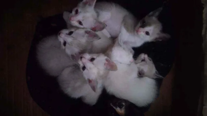 Gato ra a Srd idade Abaixo de 2 meses nome Bbs gatinhos