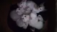 Bbs gatinhos