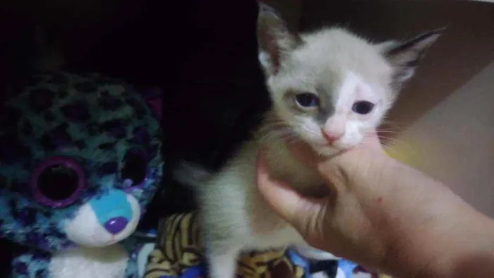 Gato ra a Srd idade Abaixo de 2 meses nome Bbs gatinhos