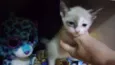 Bbs gatinhos