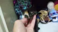 Bbs gatinhos